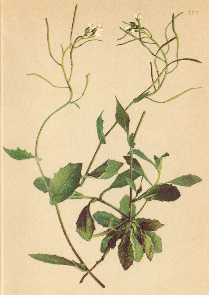 ALPENFLORA ALPINE FLOWERS. Arabis alpina L-Alpen-Gänsekresse 1897 old print